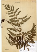 藏品(姬蕨)的圖片